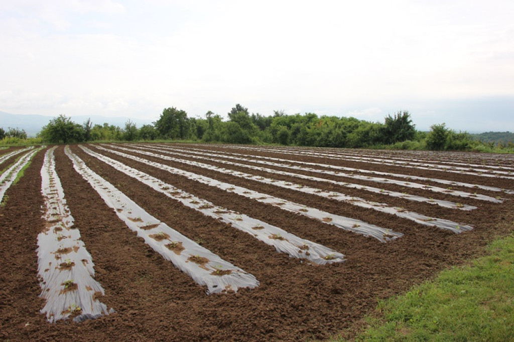 Aničići iz Ježevice već godinama uzgajaju dinje: Zbog te odluke se nisu pokajali - kažu da proizvodnja može biti veoma isplativa (FOTO)
