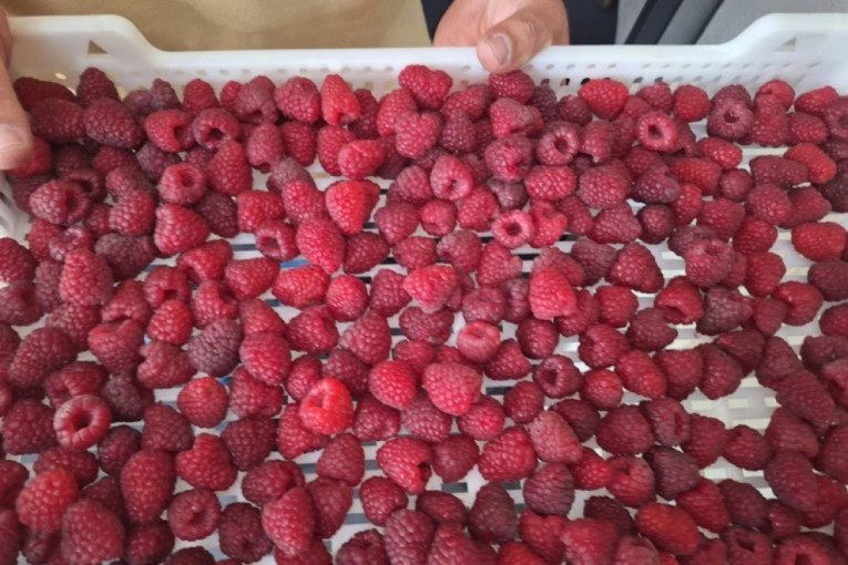 Ponovo u užarenoj zoni: Ministarka poljoprivrede još jednom izašla pred malinare u Ivanjici (FOTO)