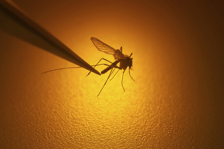 Naučnici upozoravaju: Komarci mogu da prenose bolest koja jede meso