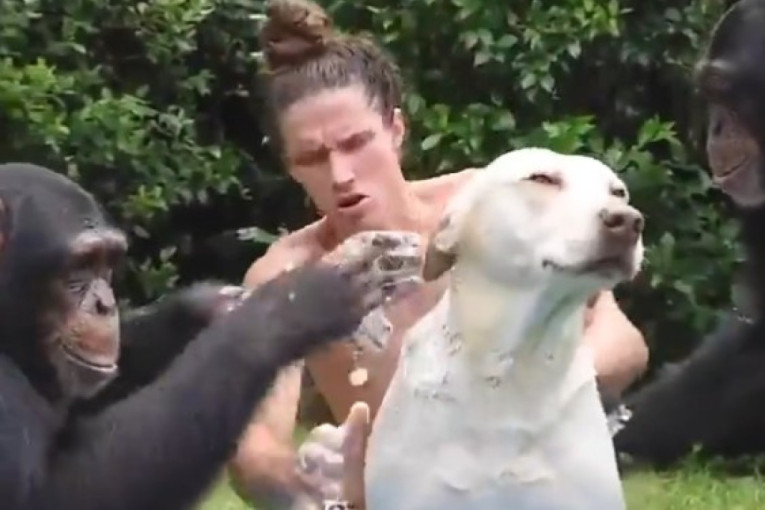Neobičan tim za kupanje: Majmuni se udružili sa vlasnikom i pomogli mu da okupa psa (VIDEO)