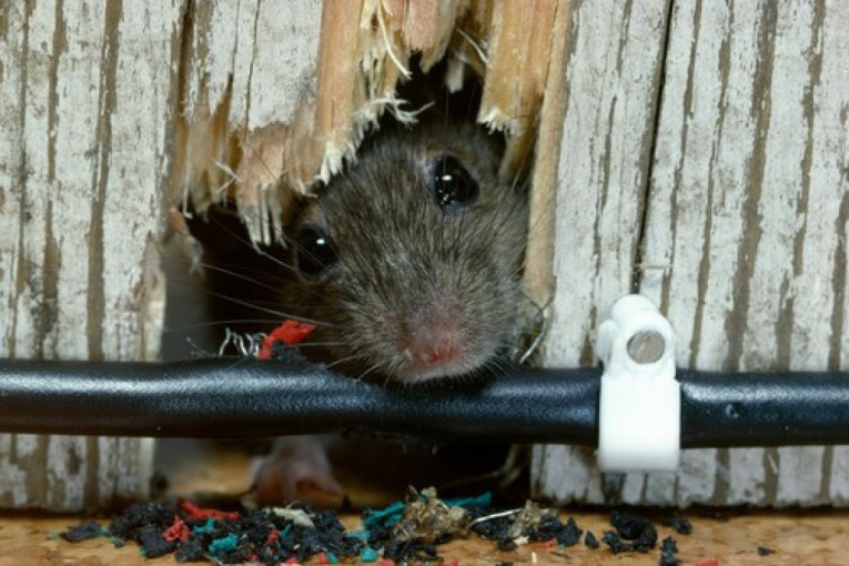 Kad idealni uslovi dovedu do distopije: Šta je jedan eksperiment sa miševima otkrio o zajednici koja ima sve