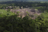 Seča drveća u Amazonskoj prašumi opala za trećinu: Novi predsednik Brazila ispunjava obećanje