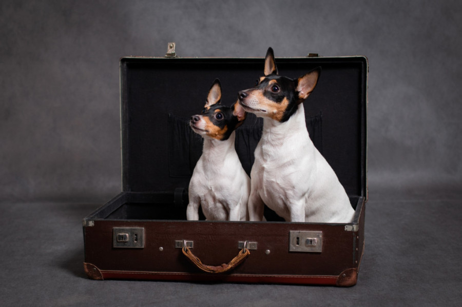 Putujete sa ljubimcem u inostranstvo? Ova dokumenta su vam neophodna