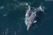 Viđena dva kita kod Čanja? Sisari mirno plivali pored obale, a povremeno su izranjali iz vode (VIDEO)