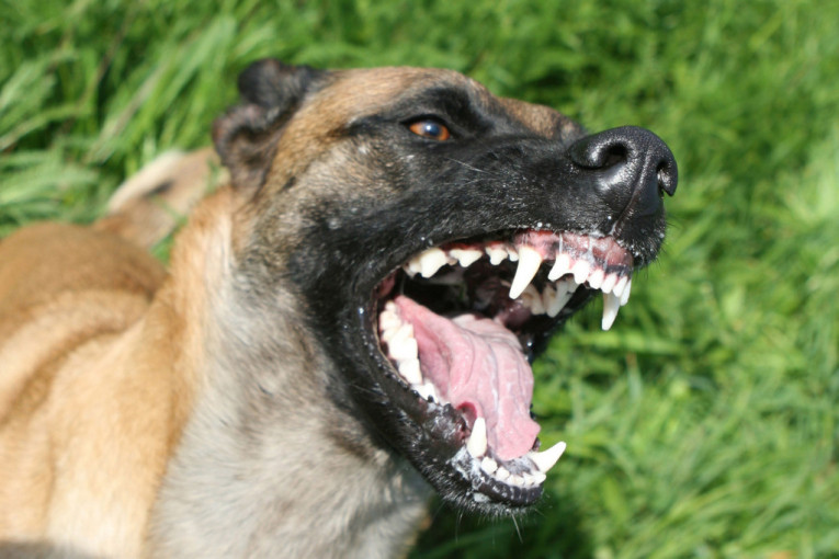 Horor u Bečmenu: Pit bul izujedao ženu i bebu