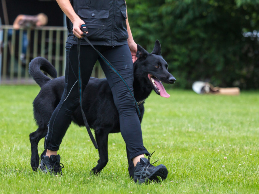 Da li znate da možete usvojiti pse koji nisu prošli obuku vlade jer su previše - fini