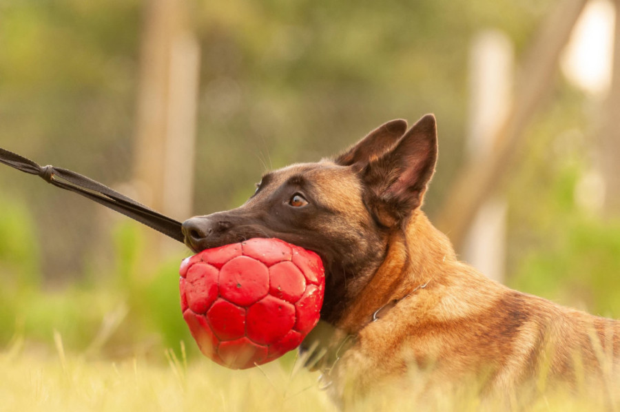 Slamate mu srce: Evo koji postupci mogu da povrede osećanja vašeg psa