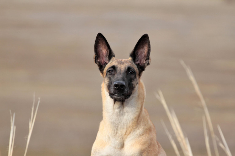 Koje su rase pasa najbolji čuvari?