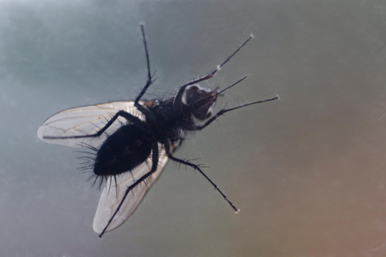 Beograđani se žale na bube "klintonke": Ujed kao kod komarca, ali može biti opasan - izaziva gušenje