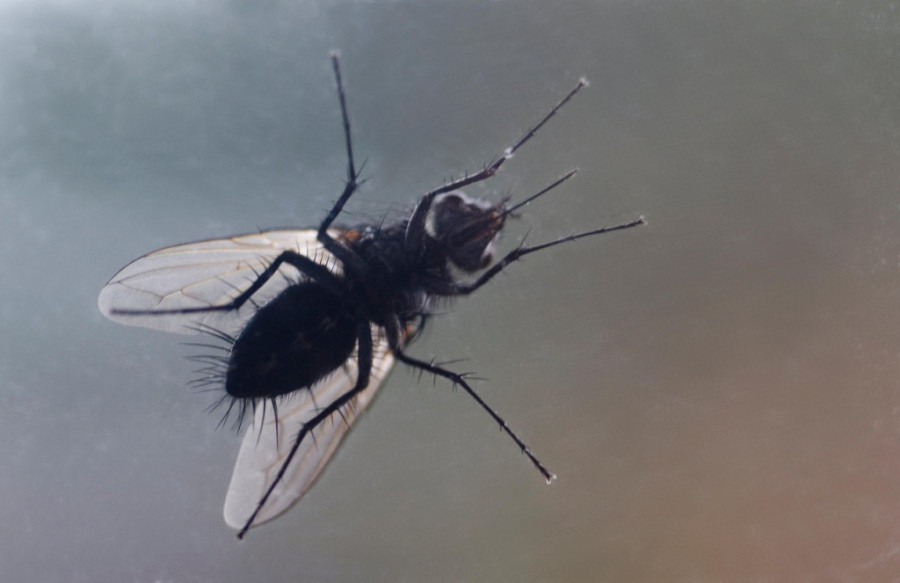 Opasna mala pošast: Klepanje muve ga skupo koštalo - jedne očne jabučice