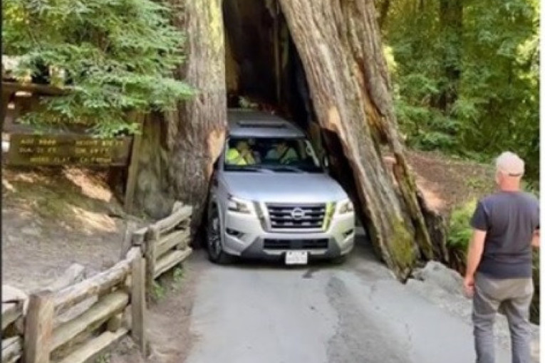Ovuda nećeš proći! Automobilom se zaglavio u drvetu starom dve i po hiljade godina, a ovo je epilog (VIDEO)