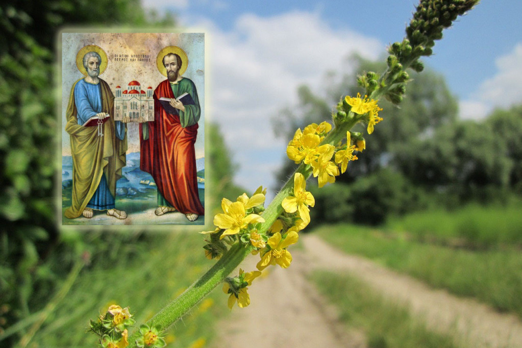 Zakopani cvetovi petrovca otkrivaju sudbinu na Petrovdan! Stari običaj sa tajanstvenim proročanstvom koji se sprovodi uoči praznika