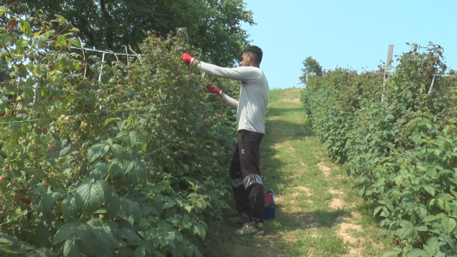 Nauvin iz Indije bere maline u selu Trešnjevica kod Arilja: Brzo je postao omiljen i atrakcija među meštanima (FOTO)