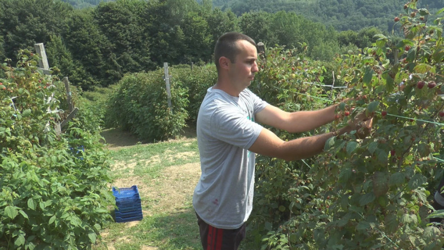 Nauvin iz Indije bere maline u selu Trešnjevica kod Arilja: Brzo je postao omiljen i atrakcija među meštanima (FOTO)