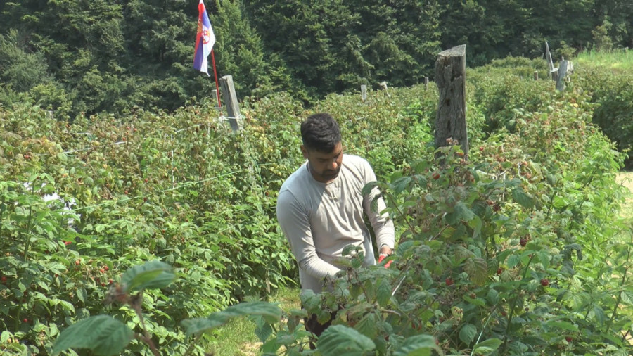 Nauvin iz Indije bere maline u selu Trešnjevica kod Arilja: Brzo je postao omiljen i atrakcija među meštanima (FOTO)