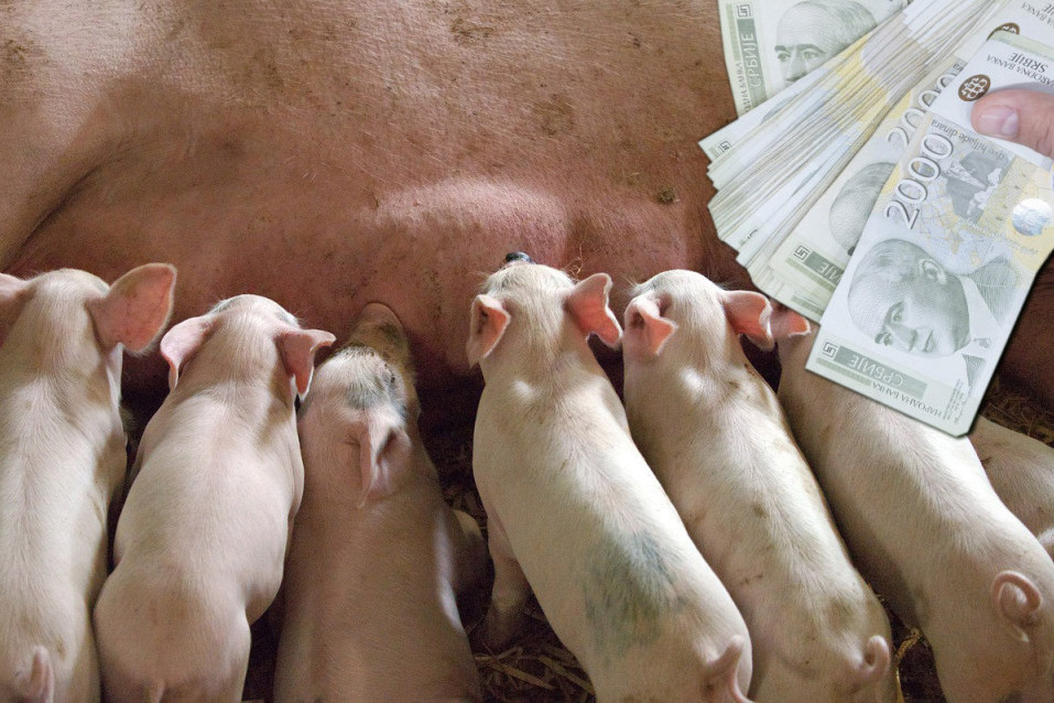 Afrička kuga će potrošačima poskupeti svinjetinu, ali malim proizvođačima je problem veći od novca