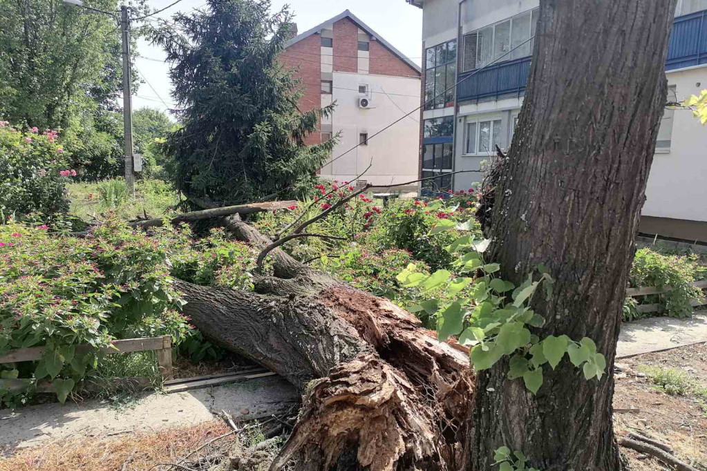 Palo drvo u Zemun Polju i pokidalo kablove: Pukom srećom niko nije povređen! (FOTO/VIDEO)