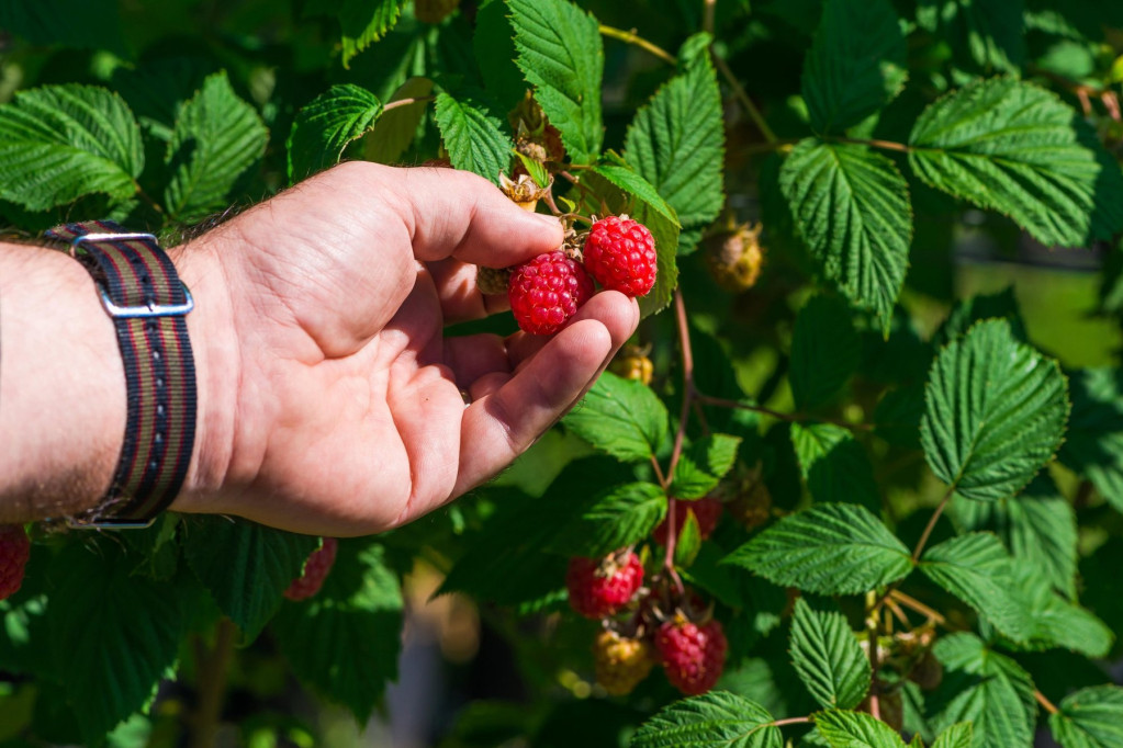 Mesarović: Fokusirani smo na podršku manje razvijenim lokalnim samoupravama