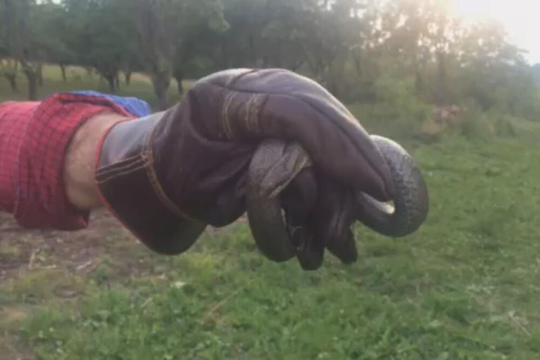 Otrovnicu držao u plastičnim balonima: Leskovčanin zbog zmije može dve godine u zatvor