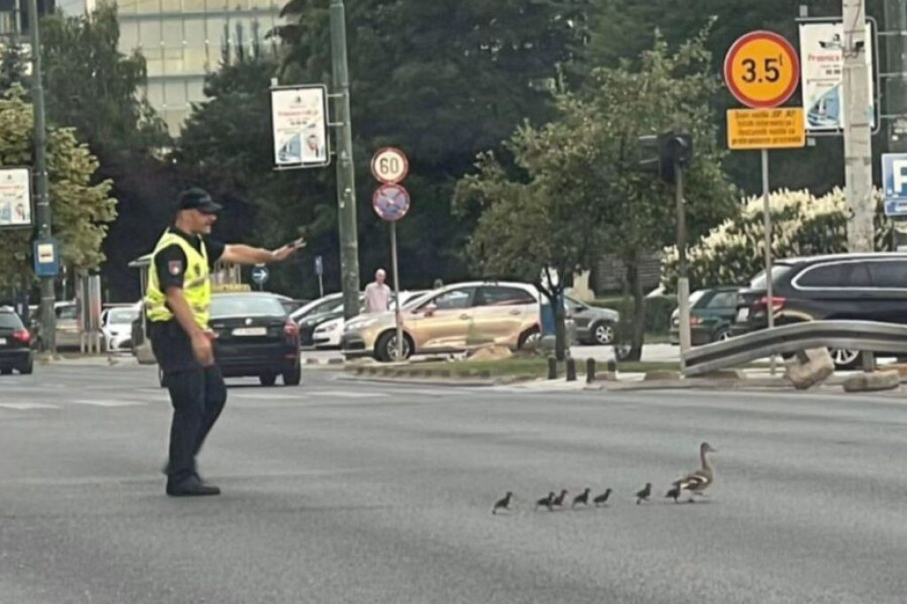Policajac u Sarajevu zaustavio saobraćaj da bi patka i pačići sigurno prešli ulicu - Fotografija postala hit na društvenim mrežama