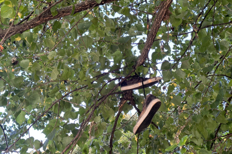 Čudan prizor na drvetu u čačanskom parku: Stare patike vise na granama i kablovima, otkrivena simbolika (FOTO)