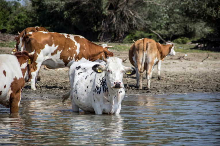 Farmer ostavio pet krava na udaljenom ostrvu: 130 godina kasnije naučnici ostali bez teksta!