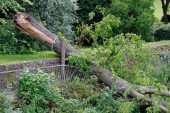 Tragedija kod Krupnja: Palo stablo u šumi, ubilo čoveka na mestu!