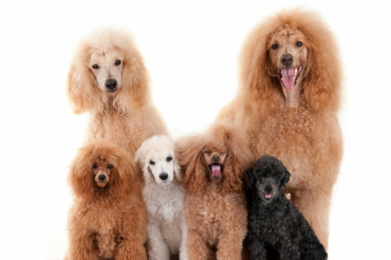 Verni pratioci puni ljubavi: TOP 4 rase pasa za starije osobe, šire sreću gde god se pojave