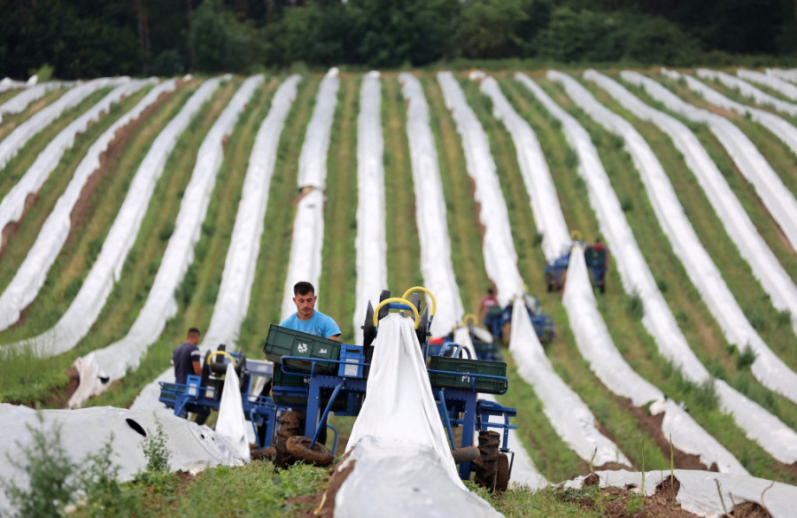 Gaji biljku za bogataše: Počeo od saksije na terasi, danas zarađuje 20.000 evra godišnje