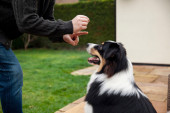 Kuce koje voli i komšiluk: Ovo su rase pasa koji najmanje laju, pa su idealne za stan