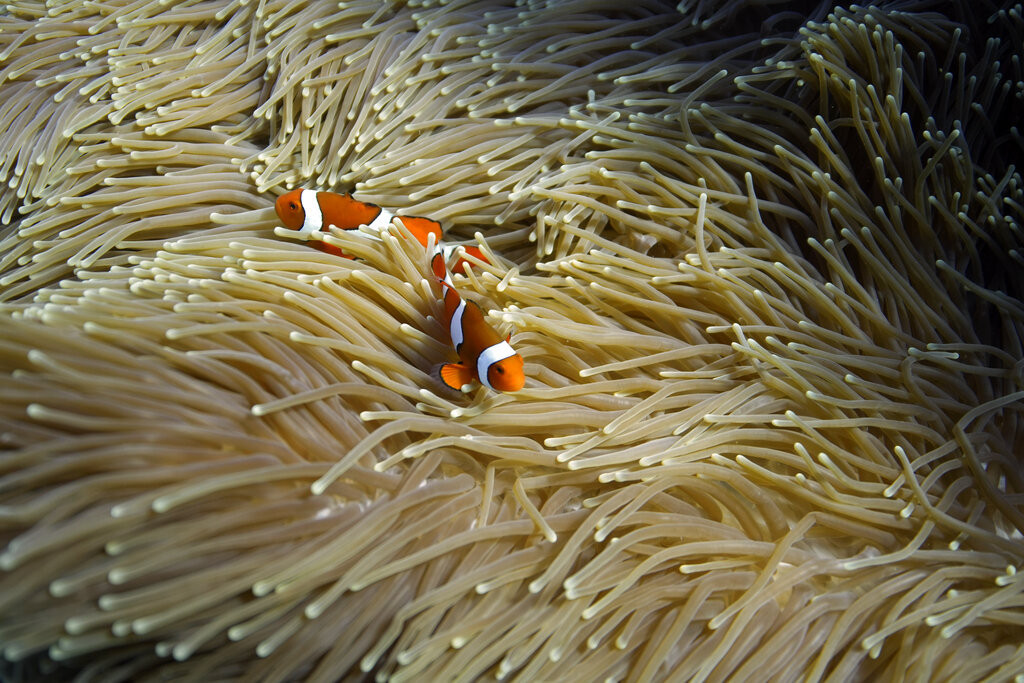 Toplotni talas pogodio i Veliki koralni greben: Zašto su korali toliko važni za ceo svet?