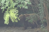 O ovom neverovatnom videu sa jezera Perućac svi pričaju! Kupači u šoku, mrki medved preplivava Drinu!
