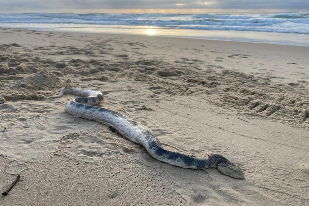 Velika morska zmija izašla na plažu: "Veoma je otrovna, ako je primetite bežite što dalje"