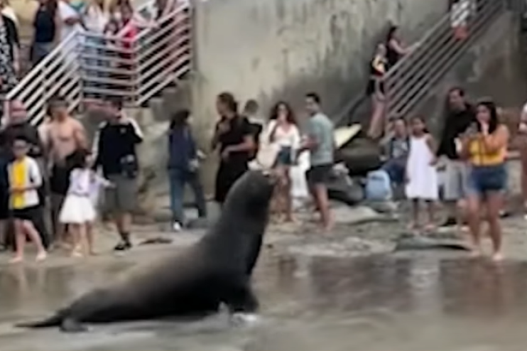 Morski lavovi oterali turiste koji su želeli da uživaju na plaži u San Dijegu (VIDEO)