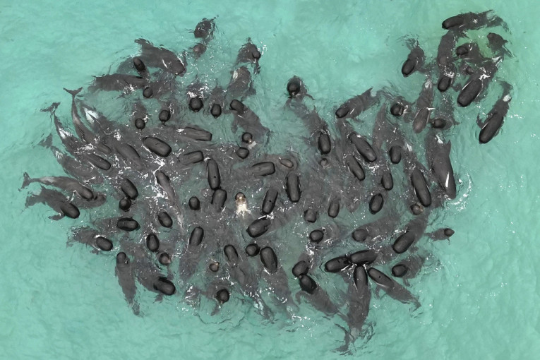 Tužne slike iz Australije: Više od 50 kitova se nasukalo na plažu (VIDEO)