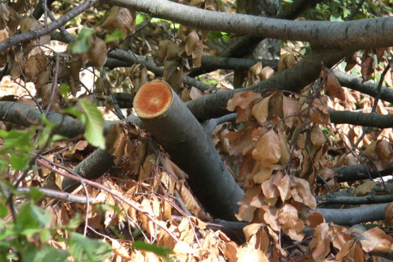 Tužna sudbina heroja sa Košara: Siniša stradao u šumi dok je spremao drva za ogrev