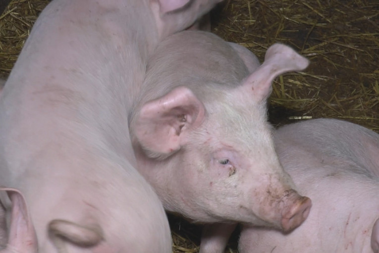Hara zaraza afričke kuge svinja: U domaćim gazdinstvima utanazirano skoro 47.000 životinja!
