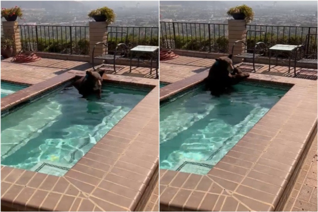 Medved uskočio u bazen kako bi se izborio sa vrućinom (VIDEO)