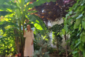 Čudo neviđeno u centru Užica: Dragici svi traže pelcer za ovu tropsku biljku