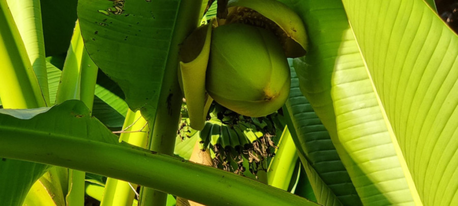 Čudo neviđeno u centru Užica: Dragici svi traže pelcer za ovu tropsku biljku