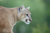 Puma napala dečaka u nacionalnom parku: Majka uspela da otera životinju