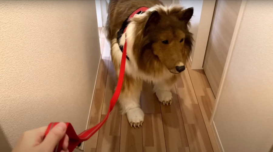 Potrošio 14 hiljada dolara da postane pas: Ovo je njegova prva šetnja, a prijatelji ne znaju da ne misle da je čudan