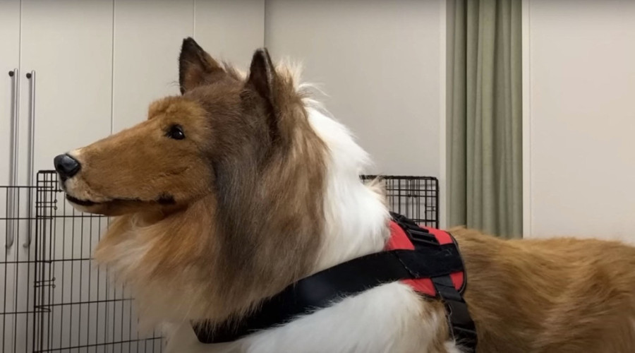 Potrošio 14 hiljada dolara da postane pas: Ovo je njegova prva šetnja, a prijatelji ne znaju da ne misle da je čudan