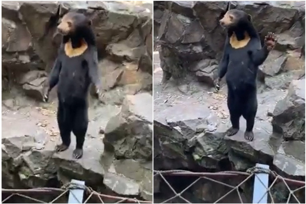Kineski zoo-vrt reagovao nakon zabune: Naši medvedi su pravi, nisu ljudi u kostimima (VIDEO)