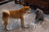 Hit tuča psa i mačke koja je nasmejala milione: Šta mislite ko je izvukao deblji kraj? (VIDEO)