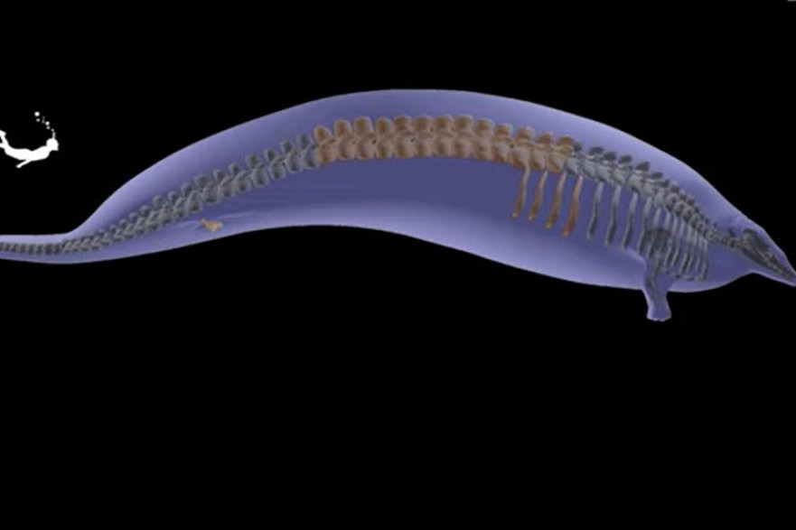 Drevni kit bi mogao da bude najteža životinja koja je ikada postojala: Evo kojih je dimenzija bio (VIDEO)