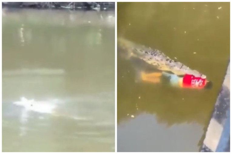 Nezapamćena tragedija u Kostariki: Krokodil ubio poznatog fudbalera, zaskočio ga posle skoka s mosta (VIDEO)