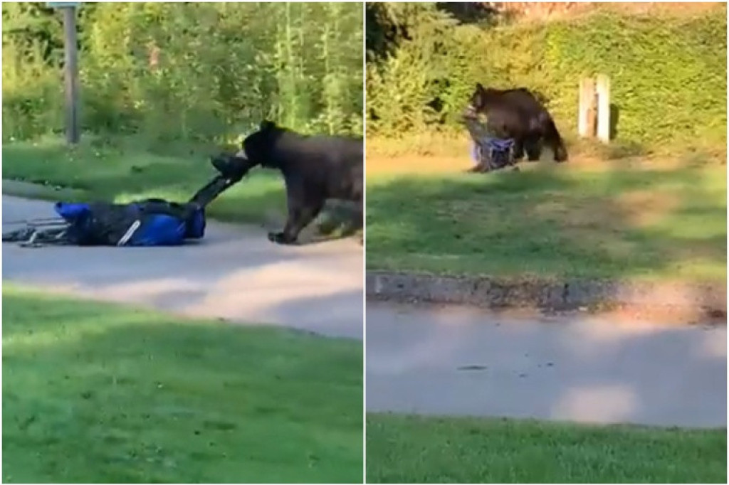 Medved prišao golferima i ukrao im torbu sa štapovima: Samo je nestao u šumi sa plenom (VIDEO)