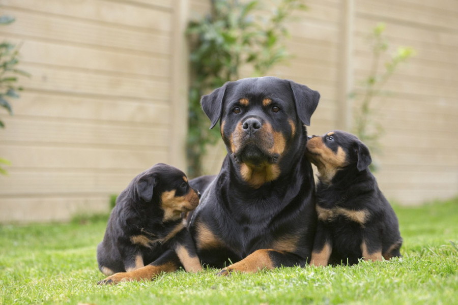 Prodaju pse od 1.000 do 35.000 evra! Odgajanje pasa sve popularnije, ali taj posao uopšte nije lak ni jeftin!