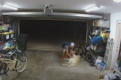 Lopov nakratko odustao od krađe bicikla da bi se igrao sa zlatnim retriverom, ali je ipak pobegao sa plenom (VIDEO)